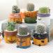 ( суккулентное растение ) кактус .... Halloween Mini pot (1 горшок )( инструкция имеется ) суккулентное растение модный подарок 