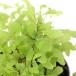 ( декоративное растение )bi шероховатость um растения Asian tam Ultra glasilinam3cm pot (1 pot )