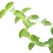 ( декоративное растение ) Hoya kmin механизм na3 номер (1 pot )