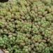 ( суккулентное растение )se dam лиловый разделение z3 номер (1 pot )