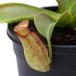 ( еда насекомое растения )utsubokazla Nepenthes Milan da2.5~3 номер (1 pot )