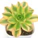 ( декоративное растение )aeonium Star Burst 3.5 номер (1 pot )