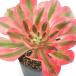 ( декоративное растение )aeonium розовый wichi2.5 номер (1 pot )