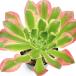 ( декоративное растение )aeonium Rebirth цветный 2.5 номер (1 pot )