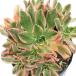 ( декоративное растение )aeonium сладкий чай .2.5 номер (1 pot )