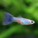 ( тропическая рыба )laz Lee голубой tail Guppy ( местного производства Guppy )(1 пара ) Hokkaido авиапочта необходимо теплоизоляция 