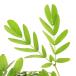 ( декоративное растение )ka Lien гонг белый цветок 4 номер (1 pot )