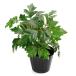 ( декоративное растение )si подвеска e Len клещи ka( серый p ivy ) 3.5 номер (1 pot )