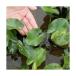 ( биотоп ) водное растения река .. ввод kou ho ne( нет пестициды )(1 pot ) отходит лист растения 