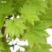 ( бонсай )momiji большой pot золотой ../ желтый золотой доска .( gold kakre/ougoni Taya ) 4~6 номер (1 горшок ) включение в покупку не возможно 