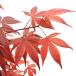 ( бонсай )momiji большой pot ....(shoujouno пятно )4~6 номер (1 горшок ) включение в покупку не возможно 