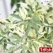 ( бонсай )momiji большой pot . бабочка. Mai (kochouno мой ) 4~6 номер (1 горшок ) включение в покупку не возможно 