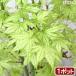 ( бонсай )momiji большой pot ...(sigitachisawa) 4~6 номер (1 горшок ) включение в покупку не возможно 