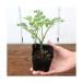 ( биотоп ) водное растения seli.( нет пестициды )(1 pot ) огород 