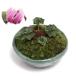 ( луговые и горные травы ) мох бонсай . вид цикламен персидский hetelifolium персик цветок flat маленький растение в горшке горшок цвет случайный (1 горшок )