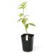 ( луговые и горные травы ) бонсай белый бог бук 3 номер (1 pot )