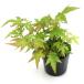 ( луговые и горные травы ) бонсай товар вид серия momiji...( коралл kak)3 номер (1 pot )