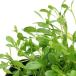 ( биотоп ) водное растения Glossostigma ( нет пестициды )(1 pot ). сырой растения 