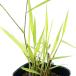 ( биотоп ) водное растения ougonasi( желтый золотой .)( нет пестициды )(1 pot ). сырой растения 
