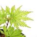 ( луговые и горные травы ) бонсай товар вид серия momiji.. Mai (sigino мой )3 номер (1 pot )