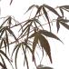 ( бонсай )momiji большой pot красный "Семь, пять, три" ( Akashi chigo солнечный )4~6 номер (1 горшок ) включение в покупку не возможно 