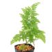 ( луговые и горные травы )katahiba собака katahiba( желтый золотой . зуб ) 3 номер (1 pot ) вечнозеленый . много год .