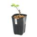 ( луговые и горные травы ) бонсай Sakura ( Sakura ) доверие . холод Sakura (si nano can The kla)4~5 номер (1 pot )