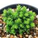 ( луговые и горные травы ) бонсай тонн The nsgi( небо гора криптомерия )3 номер (1 pot )