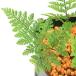 ( луговые и горные травы )sida(. зуб ) инструмент для проволоки b3 номер (1 pot ). корень .