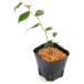 ( луговые и горные травы ) бонсай iwa наан тонн 3~3.5 номер (1 pot )