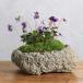 ( луговые и горные травы ) мох бонсай s Mille ( фиолетовый )3 вид .... белый . скальная порода горшок S размер (1 горшок )(.. состояние )