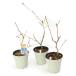 ( луговые и горные травы ) садовое дерево рассада Sakura ( Sakura ) Fuji Sakura .... Sakura (.. Sakura )4 номер ~(1 pot )