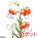 ( луговые и горные травы ) лилия ( 100 .)oni лилия (. 100 .)2.5~3 номер (10 pot комплект )