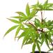 ( луговые и горные травы ) бонсай товар вид серия momiji тканый .(olihime) 3 номер (1 pot )
