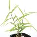 ( луговые и горные травы ). ввод wild o-tsu(. корень ko van saw )3 номер (1 pot )