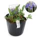 ( луговые и горные травы )s Mille ( фиолетовый ) рогач s Mille ( viola Pal Mata ) 2.5~3 номер (1 pot )