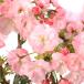 ( луговые и горные травы ) бонсай Sakura ( Sakura ) asahi гора Sakura высота структура .3.5 номер ~(1 pot )