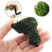( водоросли ) наматывать длина рама Moss есть коряга Mini размер (5~8cm)( нет пестициды )( 1 шт. )