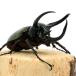 ( насекомое ) Chalcosoma atlas msi(. название . вид )slawesi производство взрослое насекомое WD 85~89mm(1 пара )