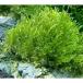 ( водоросли )* выращивание settled * Willow Moss способ гора камень M размер ( примерно 14cm)( подводный лист )( нет пестициды )(3 шт )