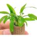 ( водоросли ) жизнь мульти- ( чай ) Cryptocoryne wen чай зеленый (1 шт )
