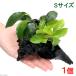 ( водоросли ) Anubias 2 вид имеется ( Anubias nana& золотой ) коряга S размер ( водный лист )( 1 шт. )( примерно 15cm)