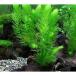 ( водоросли )matsumoSS коряга есть (10~15cm)( нет пестициды )(1 шт )me Dakar золотая рыбка качество воды .. производство яйцо пол 
