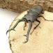 ( насекомое )gi черновой . Prosopocoilus inclinatus поток отсутствует производство личинка ( первый ~2.)(1 шт ) Hokkaido * Kyushu авиапочта необходимо теплоизоляция 