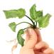 ( водоросли ) Cryptocoryne sp. super платина Lingga производство ( водный лист )(1 АО )