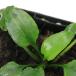 ( водоросли ) Cryptocoryne автобус meijeliKapuas Hulu Kalimantan производство ( водный лист )(1 АО )