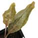 ( водоросли ) Cryptocoryne koruda-taTUNGKAL ILIR производство ( водный лист )(1 АО )