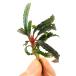 ( водоросли )bsefa Land lasp. Katharine темный ковровое покрытие ( водный лист )(1 АО )
