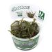 ( водоросли ) организация разведение GROWOW! Cryptocoryne балансир e( нет пестициды )(1 cup )D84TC
