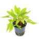 ( водоросли ) Cryptocoryne afi лак темный orange ( denali - рейс )(1 pot )